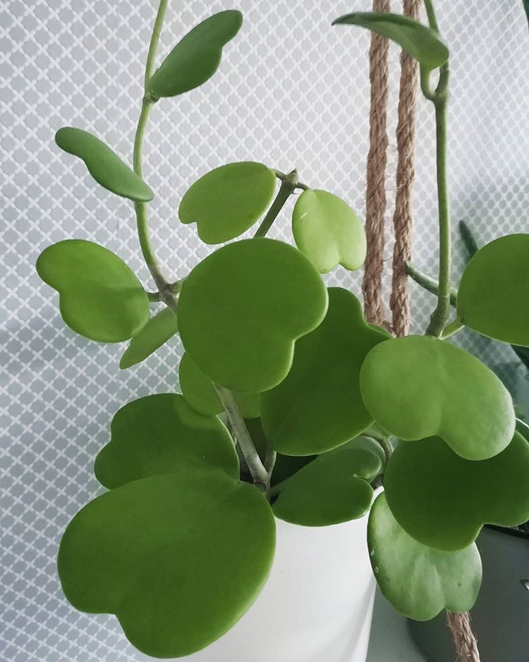 Cẩm cù lá tim Kerri