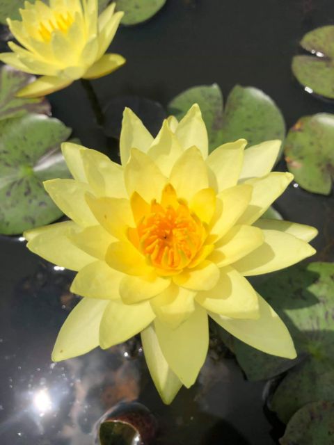Củ hoa súng thái mini