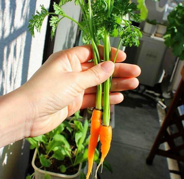 "Gói 100 Hạt " Hạt giống Cà rốt Mini -  Cà rốt tí hon