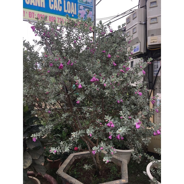 Cây tuyết sơn phi hồ cao 30-40cm (Ảnh thật)