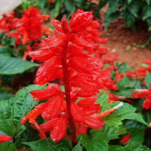 Hạt giống hoa xác pháo đỏ - gói 0,5 gram