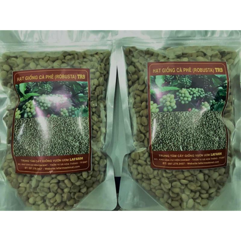 Hạt giống cà phê tr4