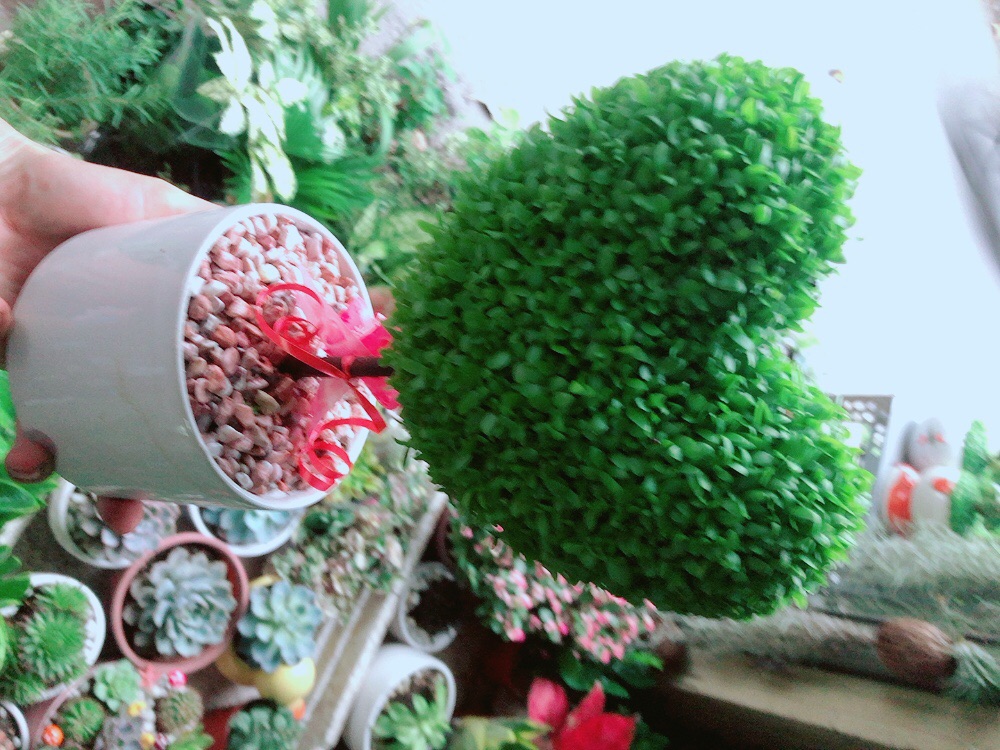Chậu Cây May Mắn Trái Tim