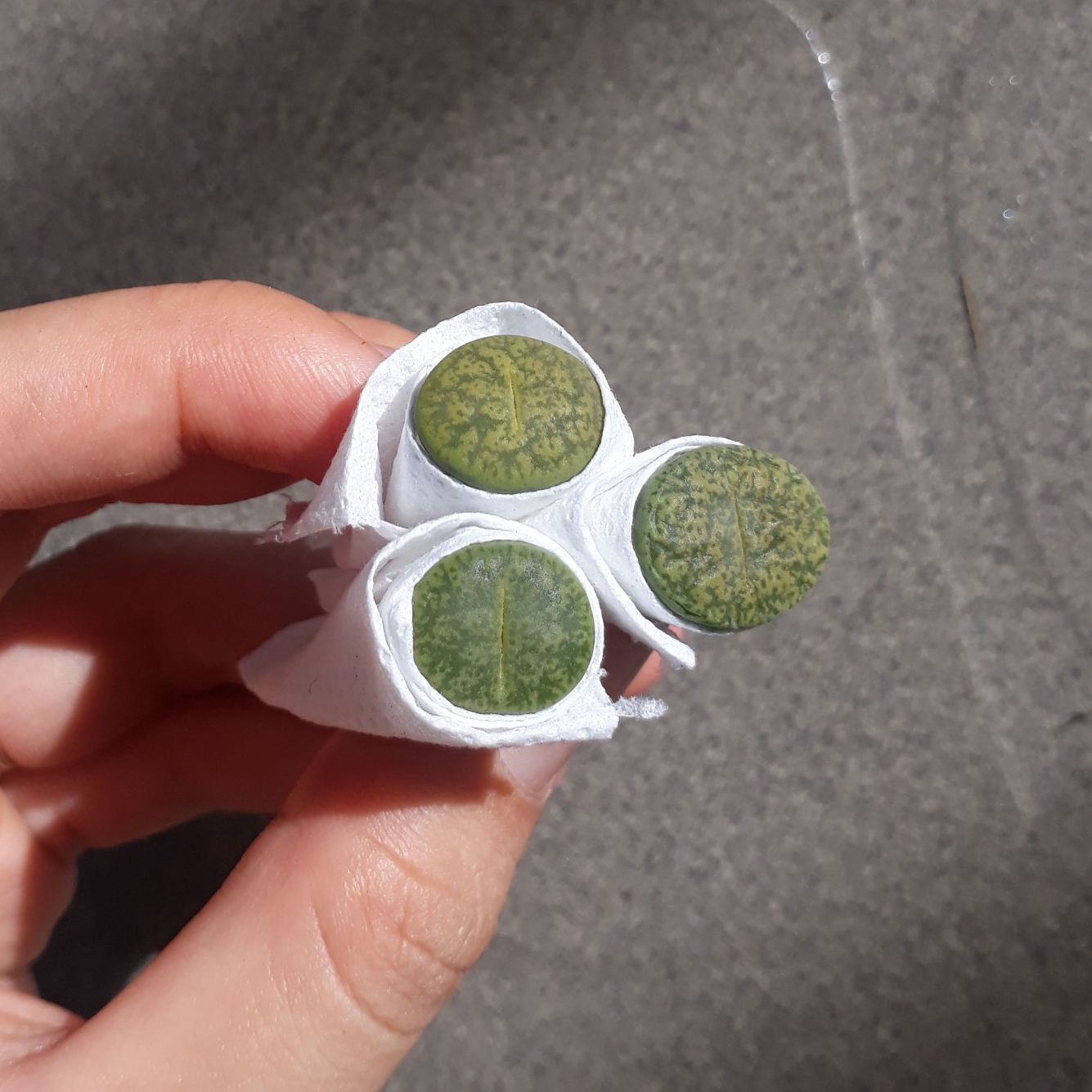 [HCM]1 Sen Mông Xanh Dòng Albinica Size 1.2 - 1.5cm (Sen Mông/Lithops/Thạch Lan)