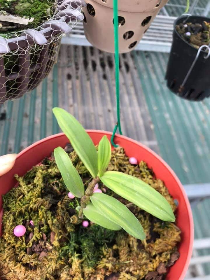 Hoa lan phi điệp - cửu long cao phong(cao 15cm,thuần chậu)