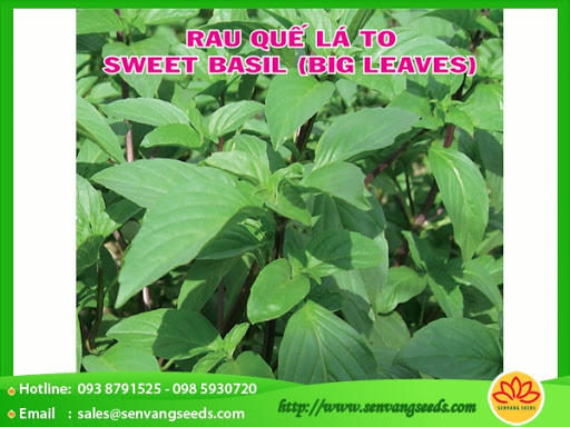 Hạt giống rau quế lá to gói 5gr - sen vàng seeds