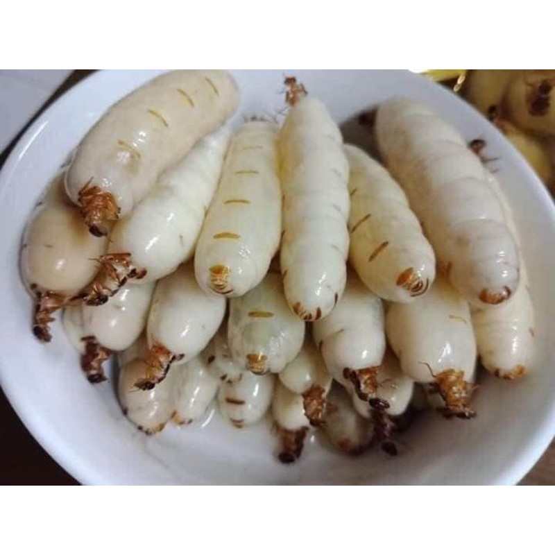 20 CON MỐI CHÚA SIZE NHỠ