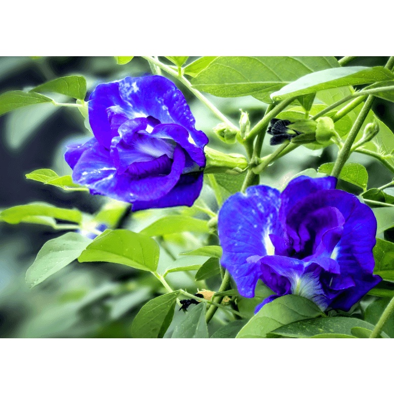 Hạt giống hoa đậu biếc 30 hạt (tặng kèm kích mầm phân bón)