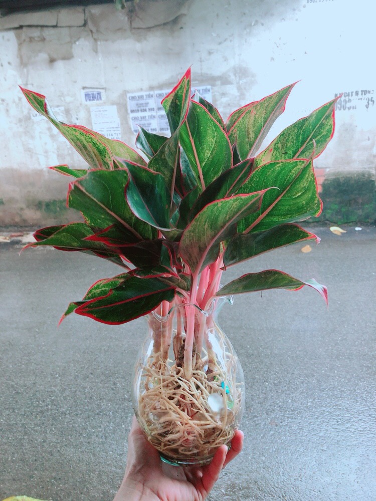 Cây phú quý thủy sinh