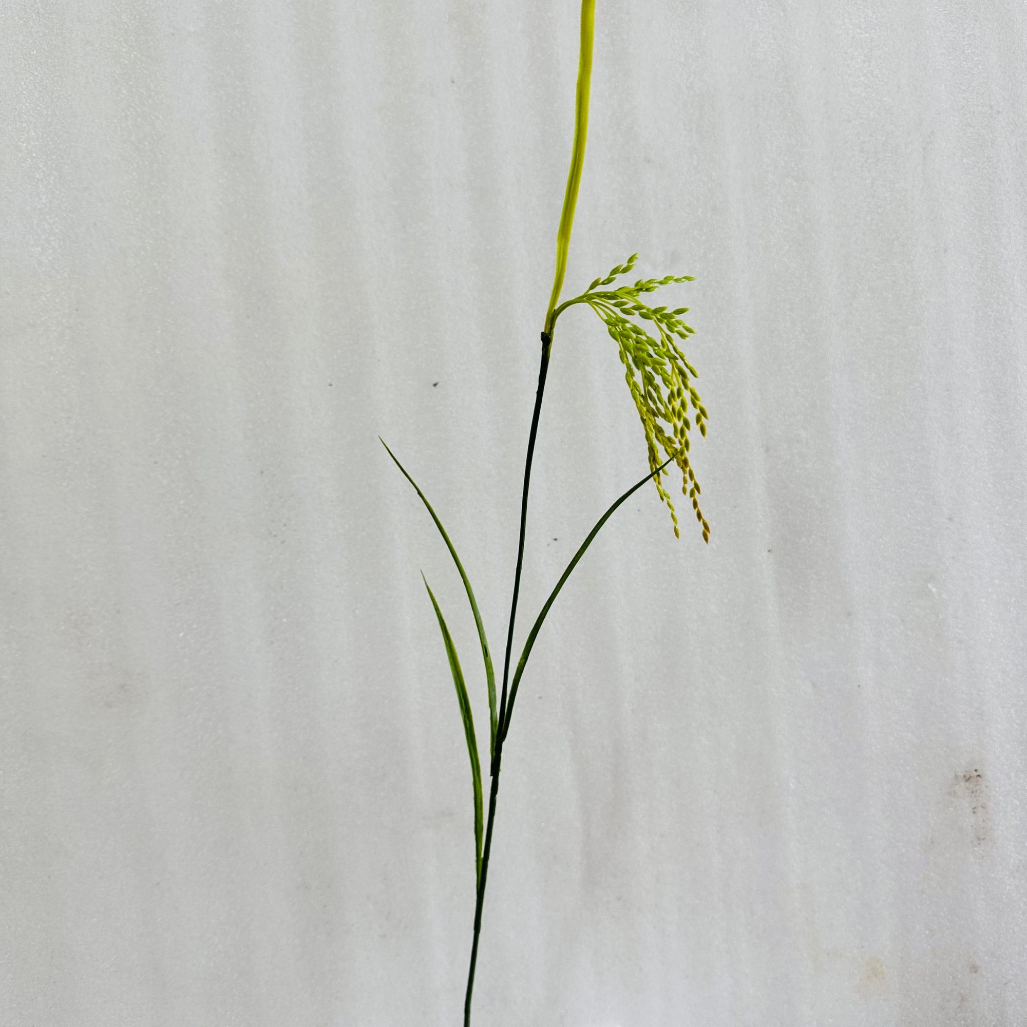 LÚA GIẢ. CÂY LÚA GIẢ 2 MÀU XANH ,VÀNG ( CAO 70CM)