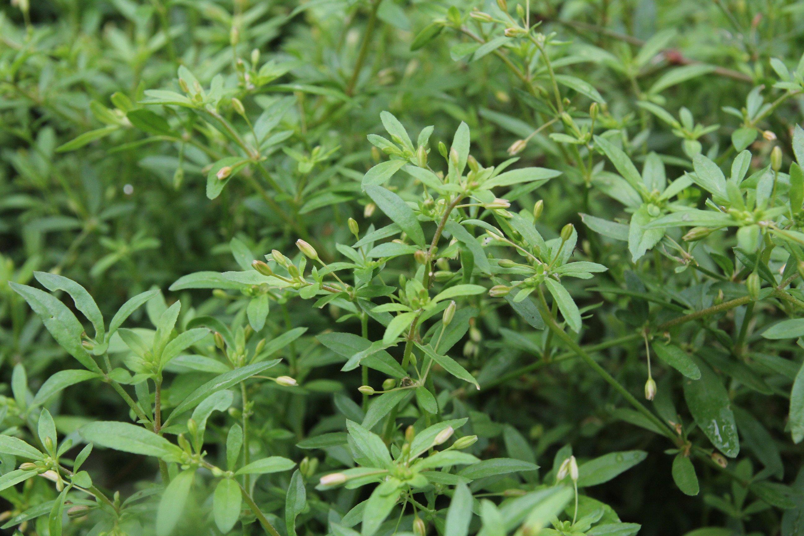 Hạt giống rau đắng đất - (Gói 0.1gram)