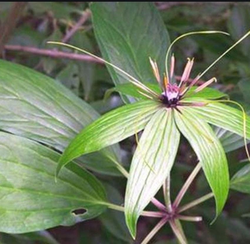 Combo 1 gói Hạt giống Thất diệp nhất chi hoa, 1 gói kích nảy mầm, 1 gói phân bón nảy chồi ra lá