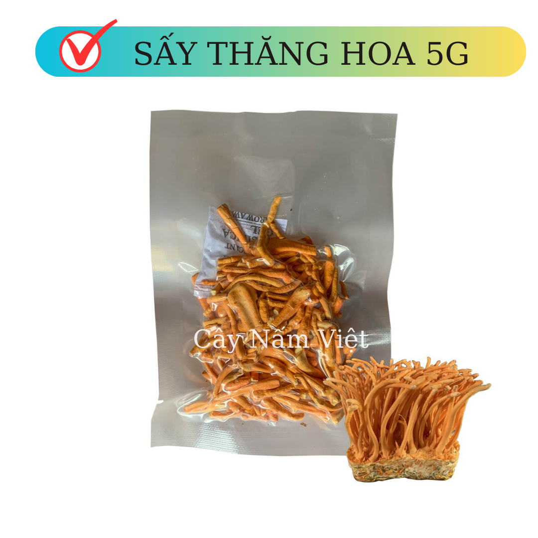 Đông trùng hạ thảo khô sấy thăng hoa 5g gãy