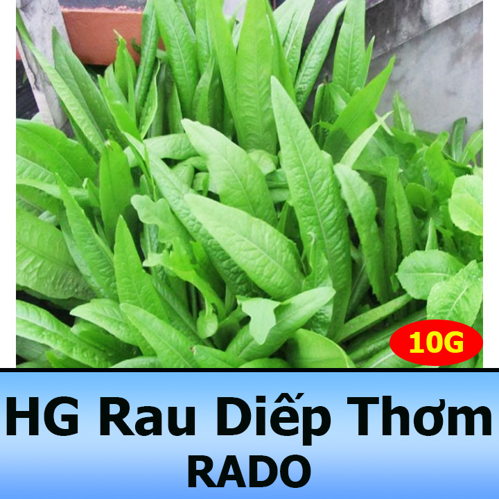 10GR Hạt Giống Xà Lách Lá Nhọn - Rau Diếp Thơm Dễ Trồng, Nhanh Thu Hoạch