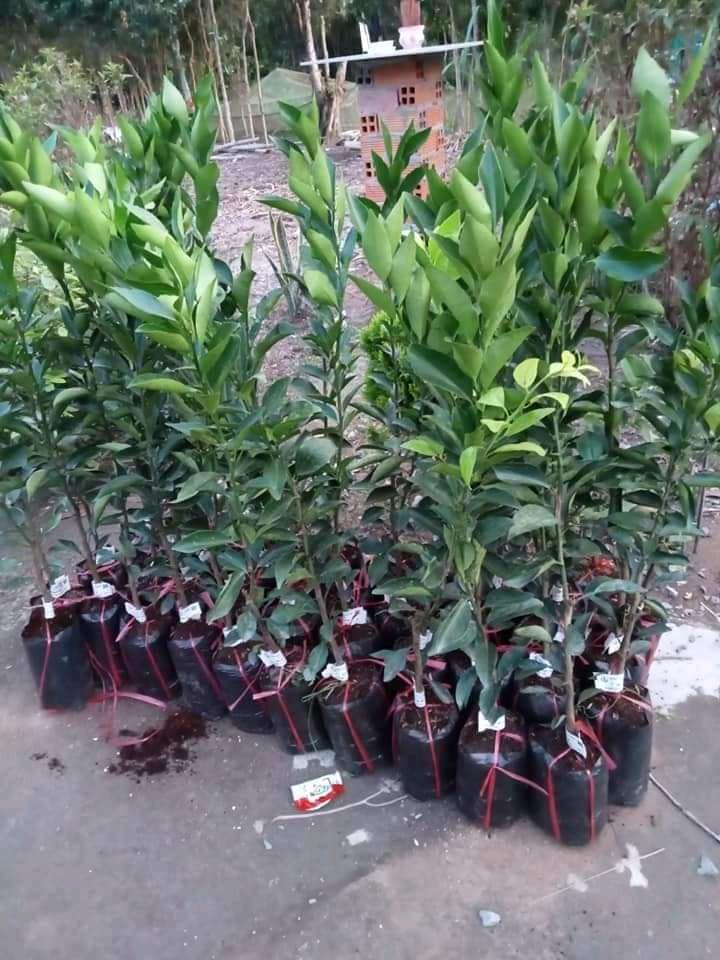 Cây quýt hồng Lai Vung (ghép siêu sớm)