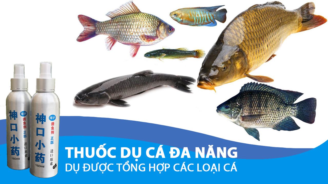 TINH DẦU XỊT DỤ CÁ TRẮM, TRÔI. CHÉP, MÈ...
