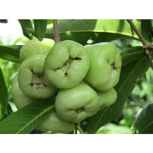 Cây mận xanh tam hoa