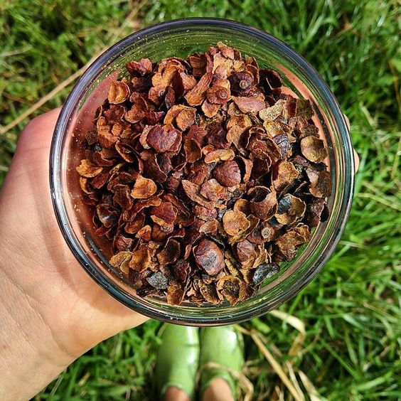 Trà cà phê Cascara Viet Healthy ( làm từ vỏ cà phê ) 200g