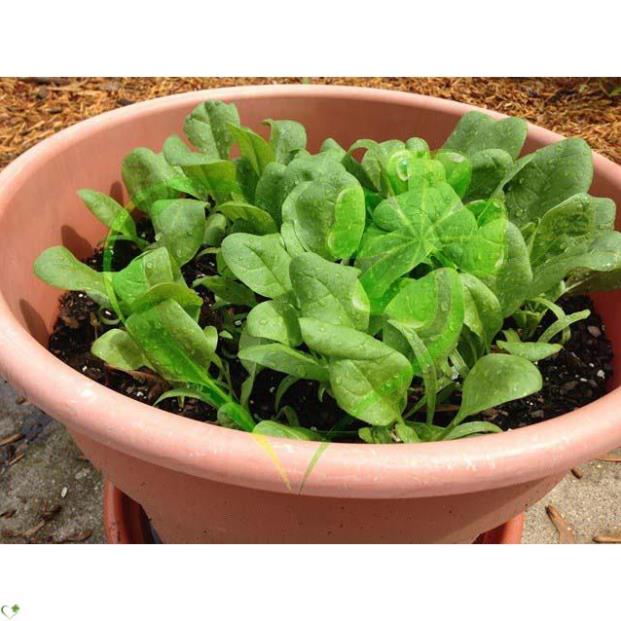 Hạt giống cải bó xôi - gói 5 gram