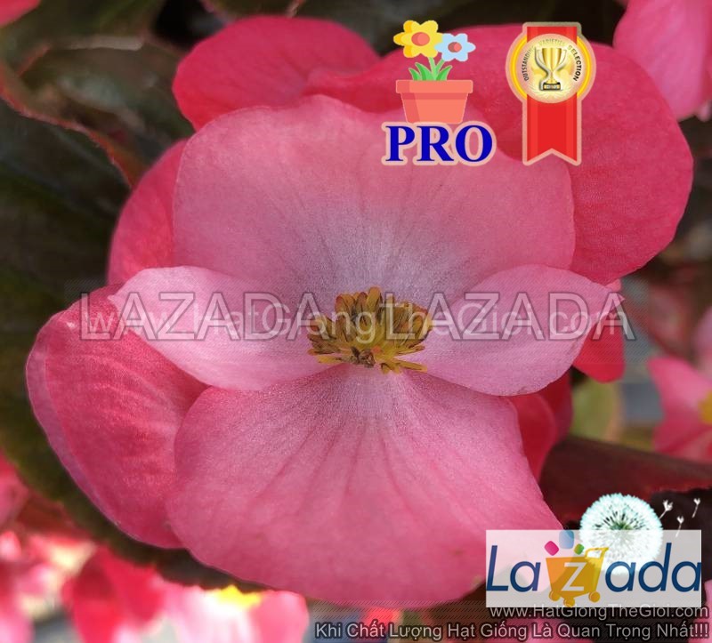 25h hạt giống hoa thu hải đường bông to big hồng nhạt lá đồng
