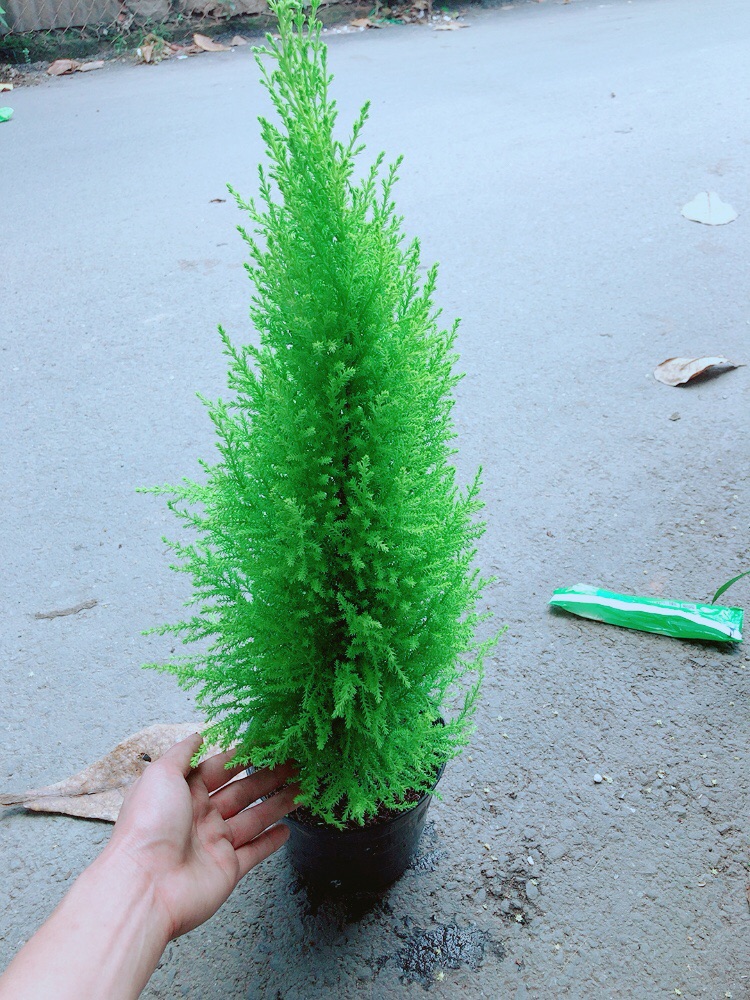 Cây Tùng Thơm (cao 60cm, ngang 20cm)