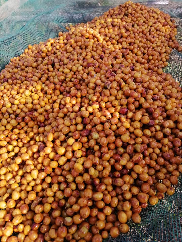 Cà phê Arabica Yellow Bourbon/ Primium Coffee