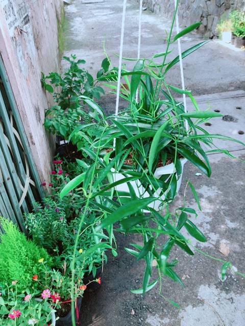 Chậu Cây Trúc Leo