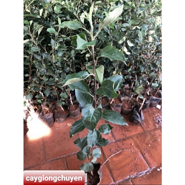 GIỐNG CÂY TÁO LÙN ĐỎ