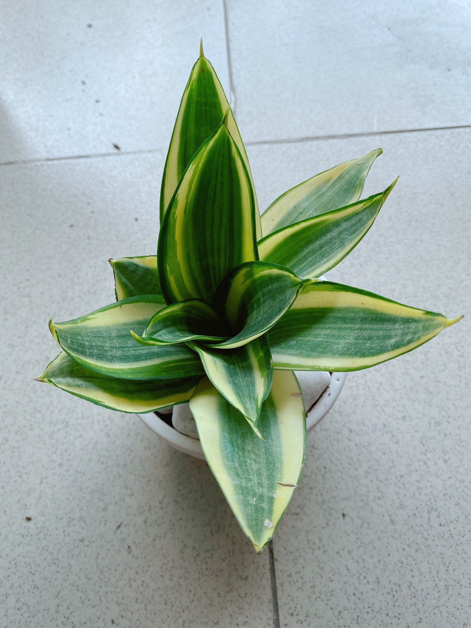 [HCM]Chậu Lưỡi Hổ Thái