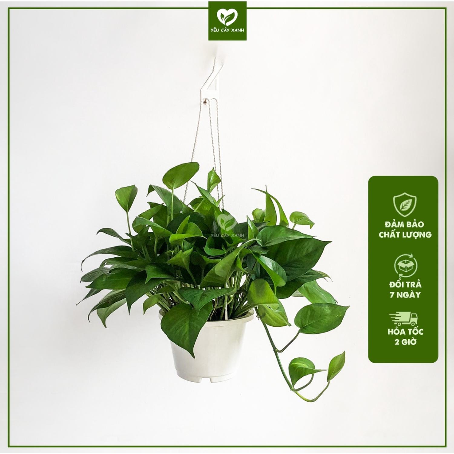 Cây Treo Trầu Bà Thái - Vạn Niên Thanh leo (cây dễ chăm sóc, phát triển nhanh)