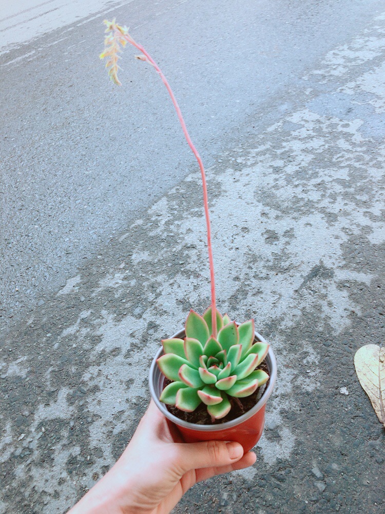 Chậu Sen Đá Viền Đỏ