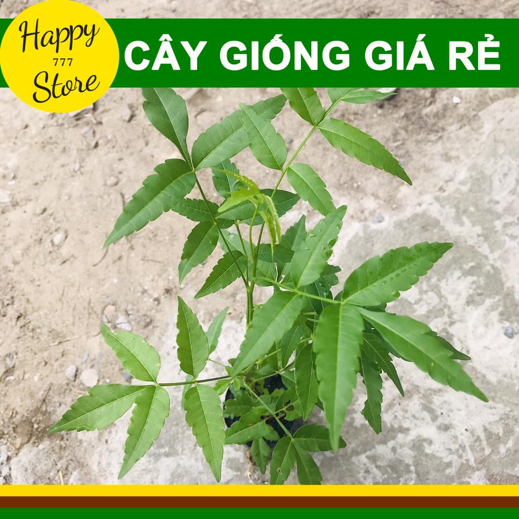 Cây sầu đâu giống khỏe mạnh cao 20-30cm