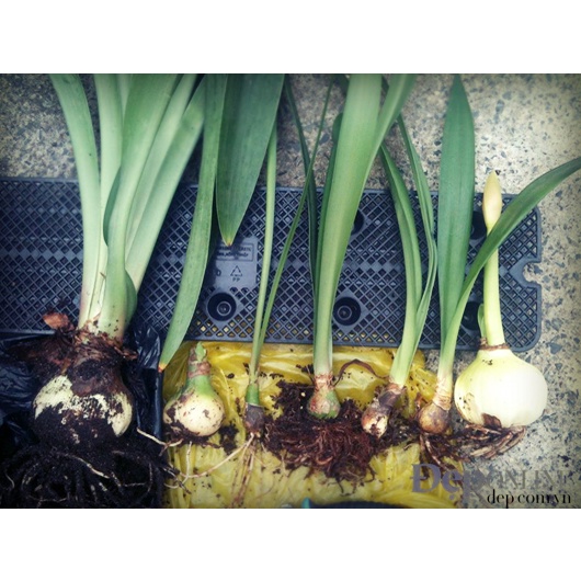 củ giống hoa huệ tây đỏ nội