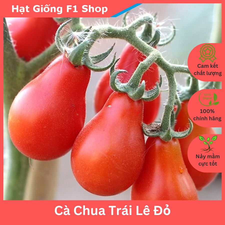 Hạt Giống Cà Chua Trái Lê Đỏ Sai Trái