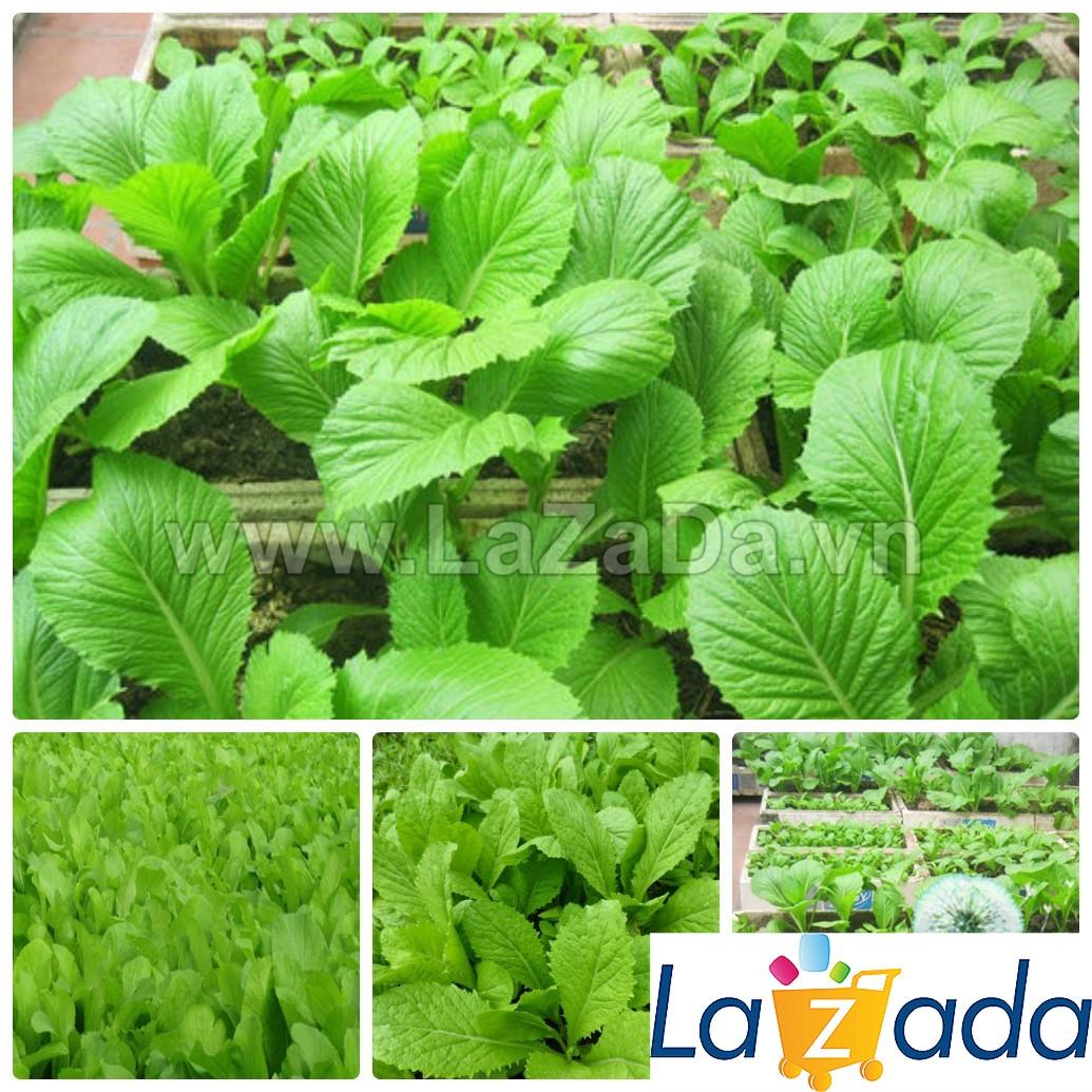 10Gr Hạt Giống Cải Mơ Lùn (A3.203| G6*W55*M031)