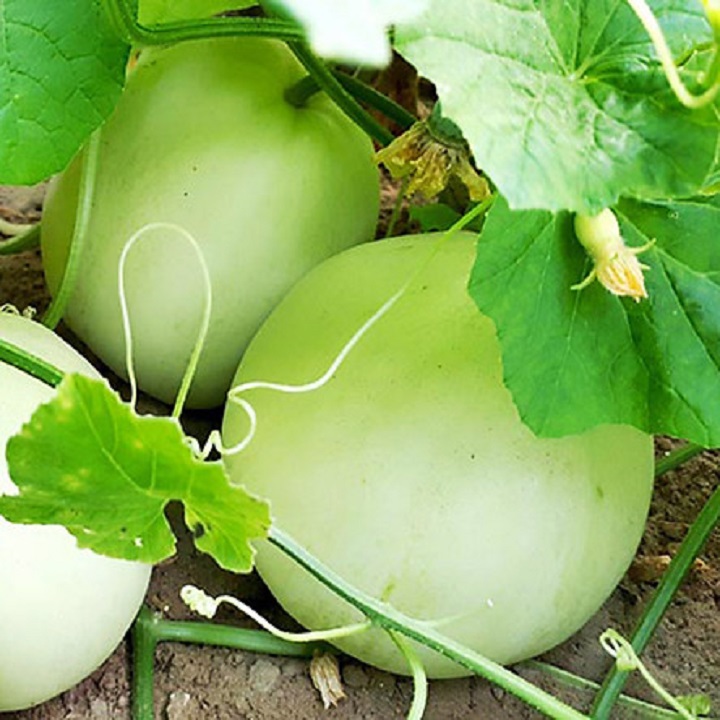 Hạt giống dưa lê siêu ngọt sv99 f1