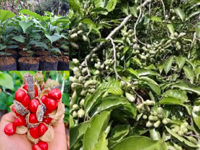 Cây giổi xanh gieo hạt, cây lớn 0,7-1,2m, cây to mập, gửi nguyên bầu