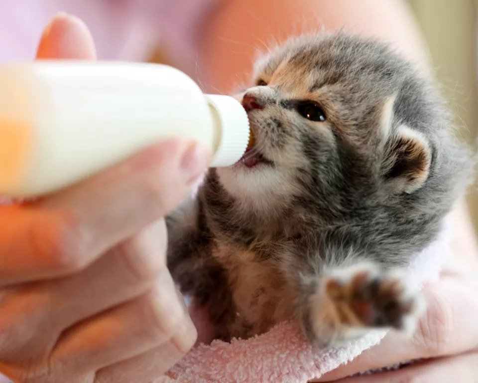 Bộ bình sữa chăm sóc cho mèo con, chó con sơ sinh