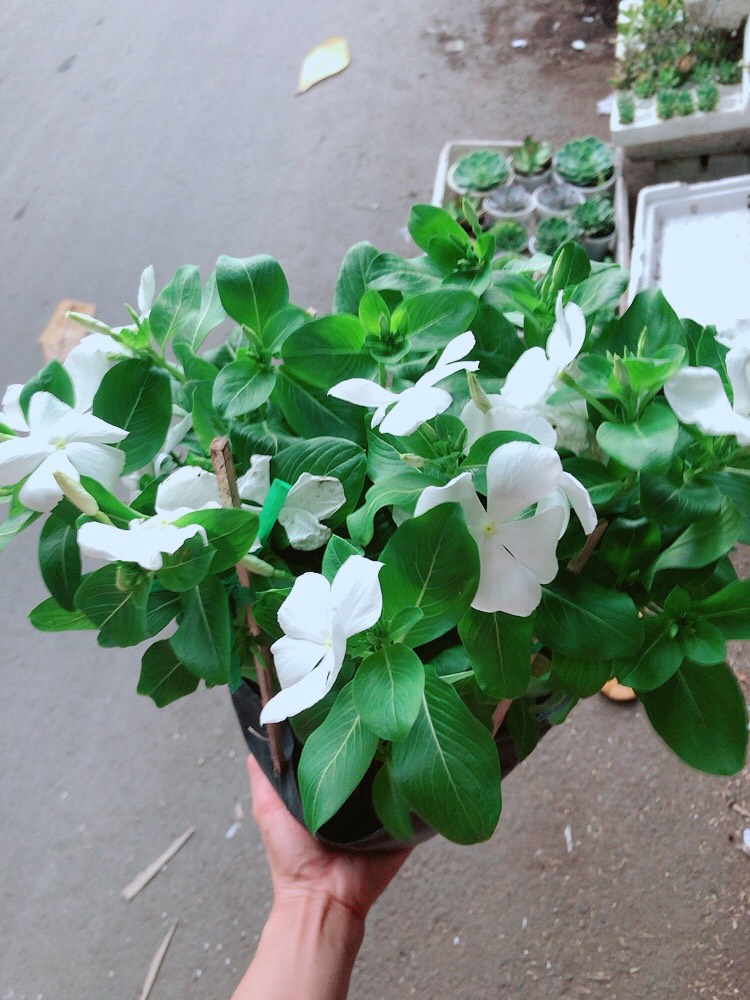 Cây Dừa Cạn