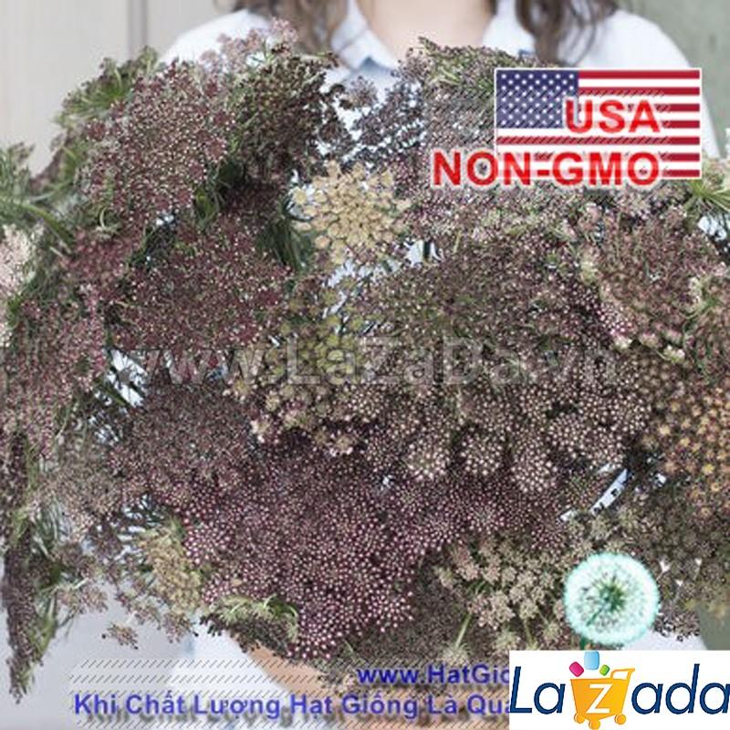01GRAM 1100.HAT Hạt Giống Hoa Cà Rốt Dara (| -KD: B6*M225)