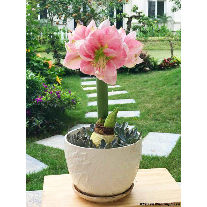 CỦ HOA HUỆ TÂY CÁNH KÉP