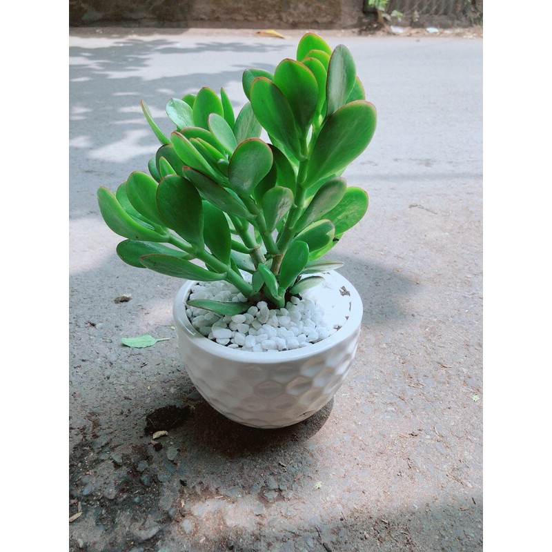 Chậu Cây Ngọc Bích
