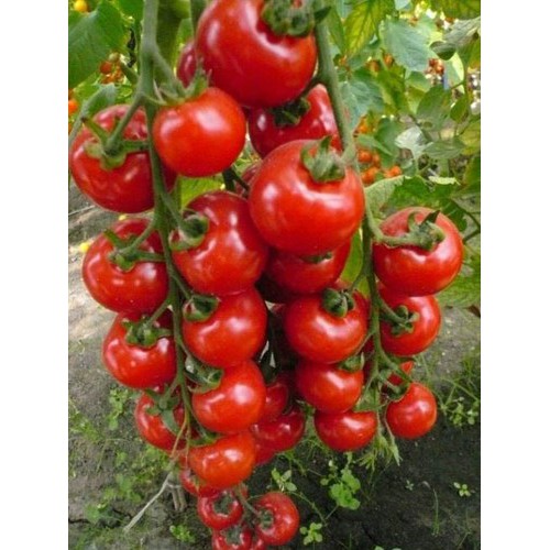 Hạt giống Cà Chua Bi Chùm 50 Hạt