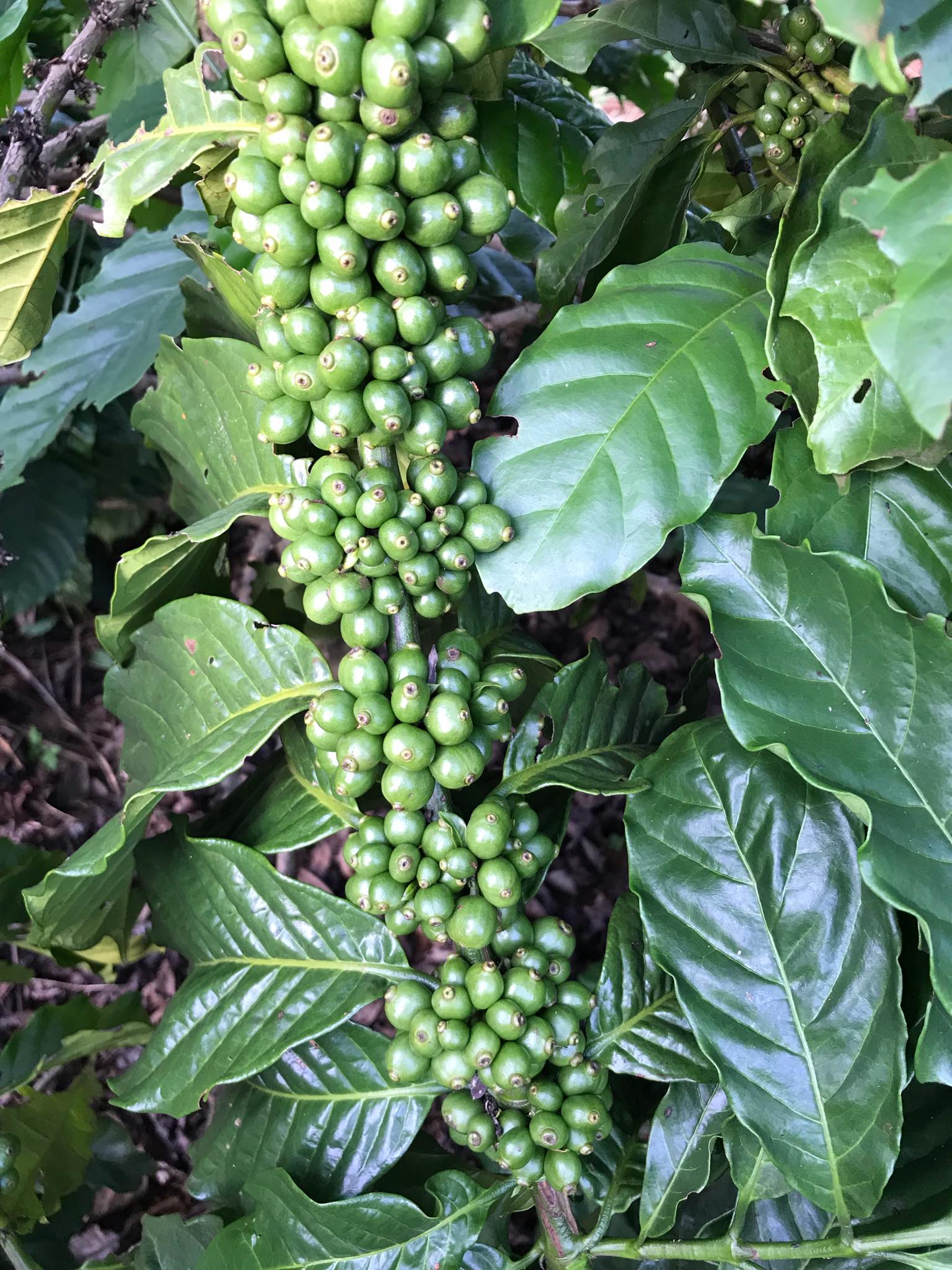 Cà phê bột Kuffie Robusta 100% Pure Coffee Robusta 500g