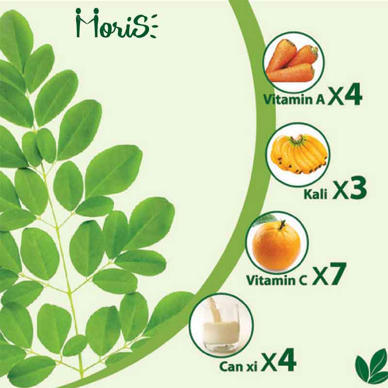 Hạt giống cây Chùm ngây (gói 50 hạt)