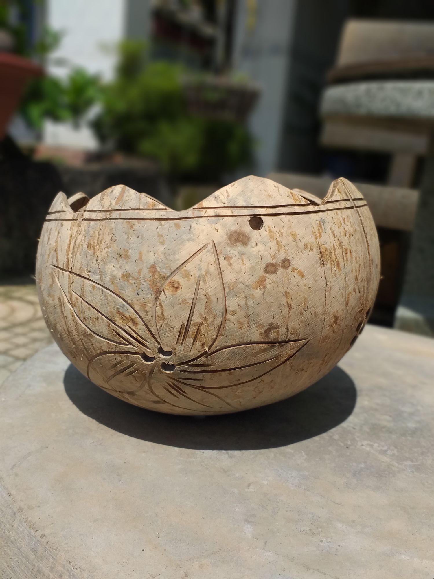Chậu gáo dừa cắt viền miệng răng cưa