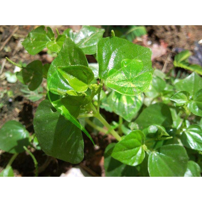 Hạt giống rau càng cua - gói 0.5 gram