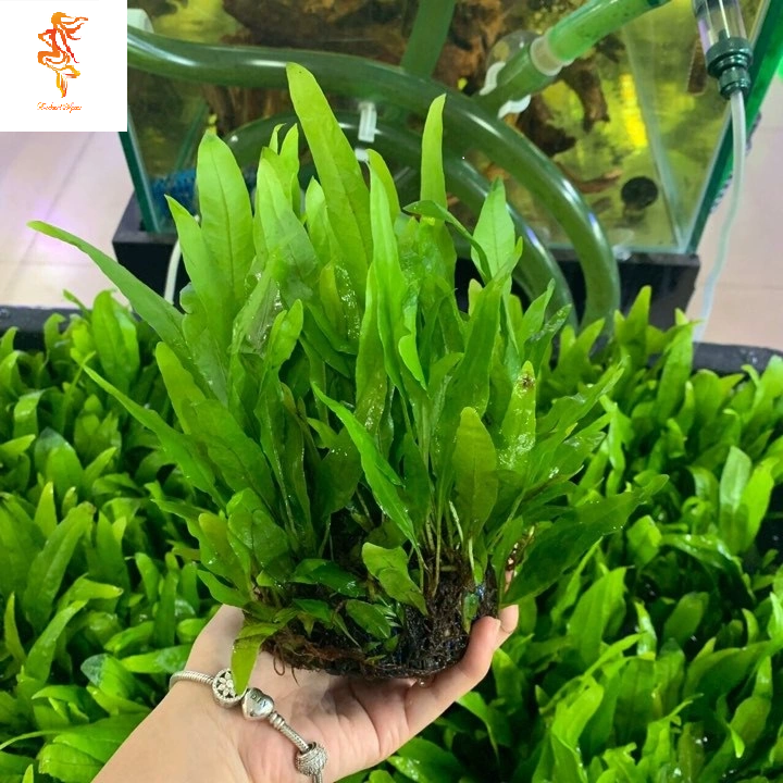 Cây thủy sinh dương xỉ Mỹ Nhân bụi tròn