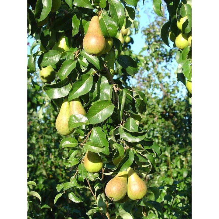 cây giống LÊ ĐỎ NAM PHI cây ghép