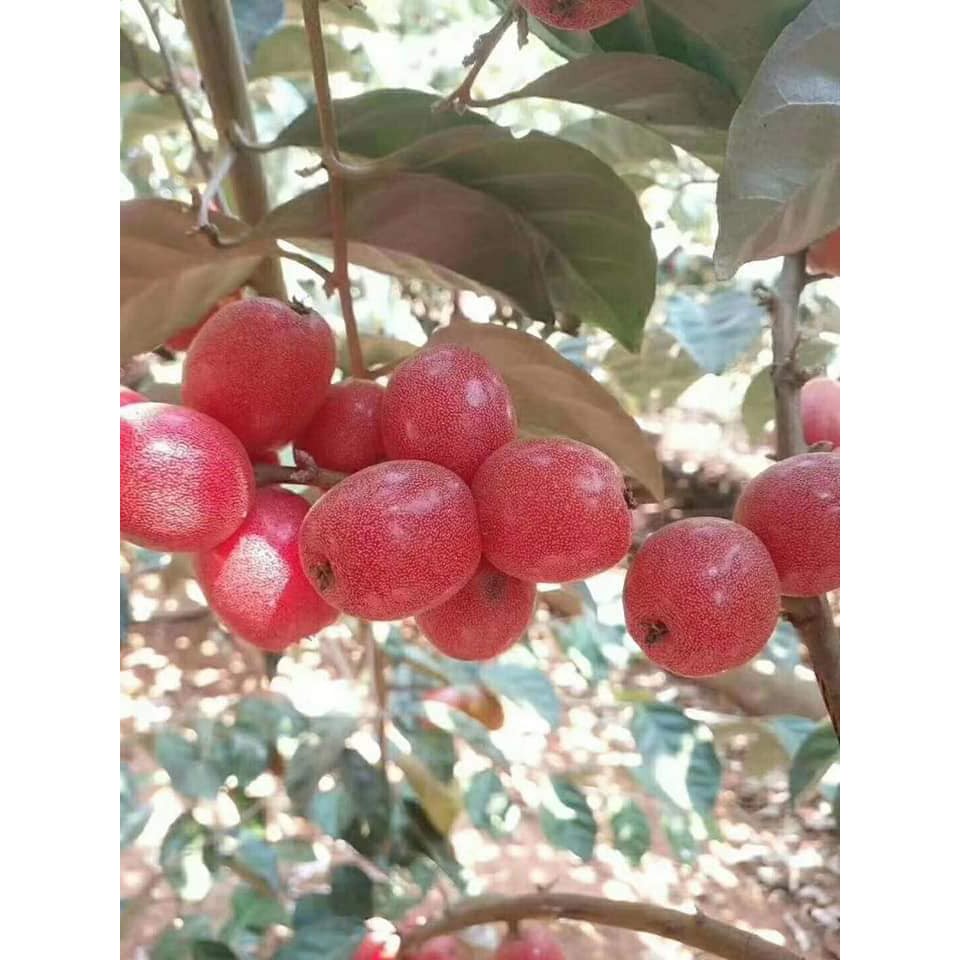CÂY NHÓT NGỌT MỸ